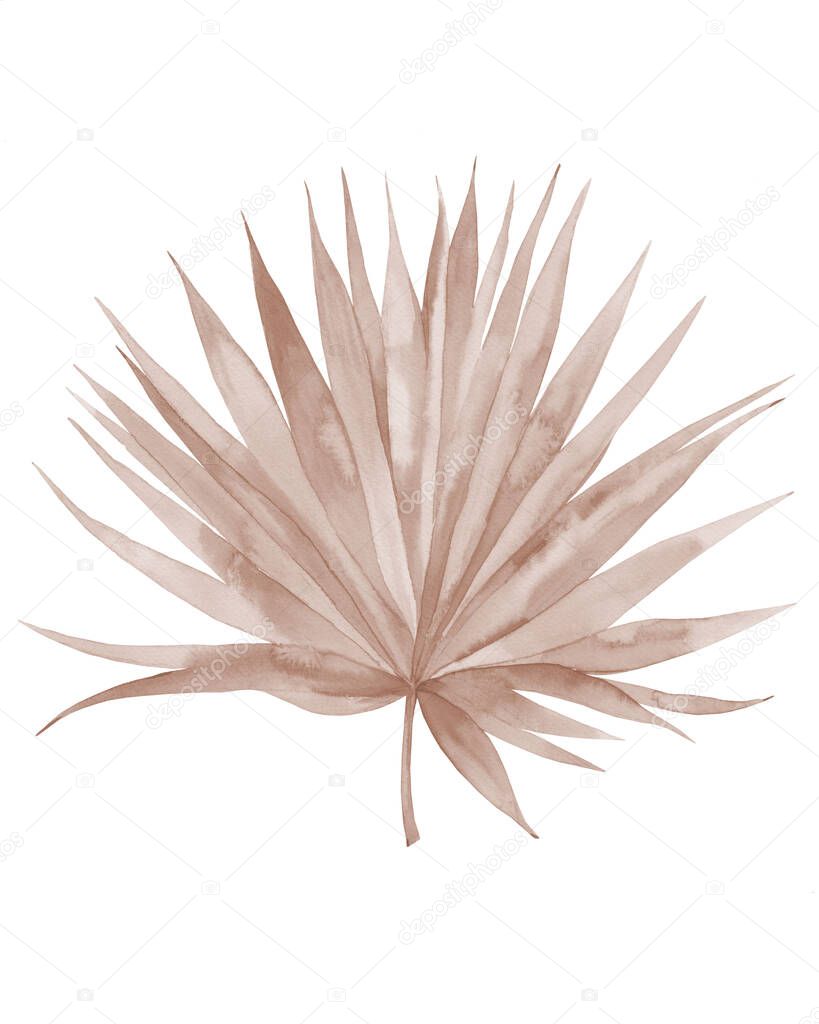Dried palm leaf. Neutral colored tropical leaf. Watercolour illustration isolated on white background.