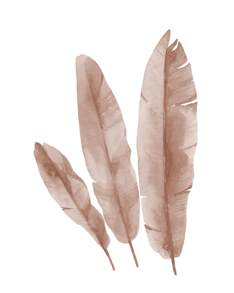 Frondes de bananes séchées. Feuilles beiges tropicales pâles. Illustration aquarelle teintée de beige sur fond blanc. — Photo