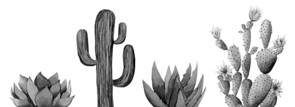 Kaktus nastaven. Akvarelové jednobarevné kaktusy. Ilustrace izolovaná na bílém pozadí. — Stock fotografie