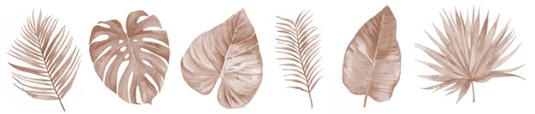 Dried bohemian watercolor autumn floral leaf set in rustic style. Dry tropical monstera and palm leaves. Watercolour illustration isolated on white background. — Stock Photo, Image