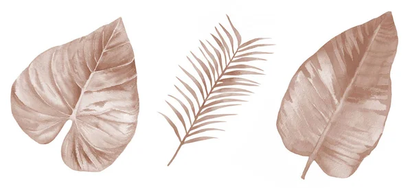 Conjunto de folhas tropicais secas. Folhagem exótica. Ilustração em aquarela isolada sobre fundo branco. — Fotografia de Stock