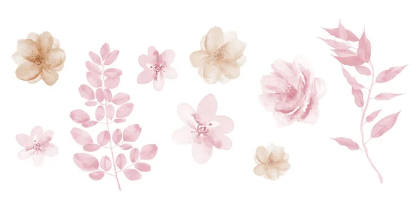 Roze bloemen aquarel roos illustratie. Aquarel Roze Beige bloem geïsoleerd element set. — Stockfoto