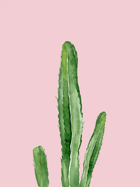 Un cactus vert. Plante du sud-ouest. Détails botaniques pour salutations, invitations, cartes, cartes postales. Illustration aquarelle isolée sur fond rose clair. — Photo