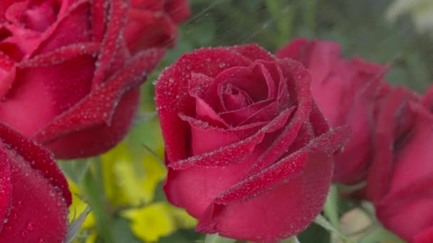 Červená růže, voda stříká na červené růže — Stock video