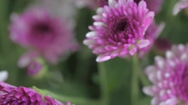 Taze kesilmiş pembe anneler