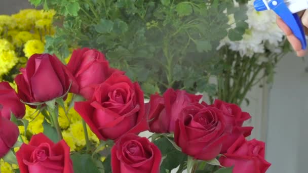 Blomsteraffär, olika blommor, hand florist besprutning vatten från sprayflaska på röd ros — Stockvideo