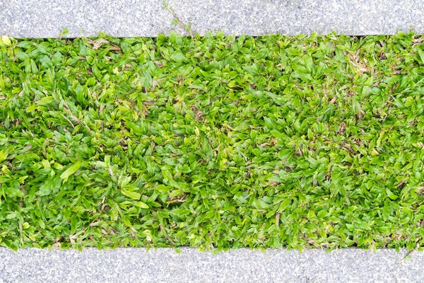 Passerelle dans la cour avant avec fond d'herbe — Photo