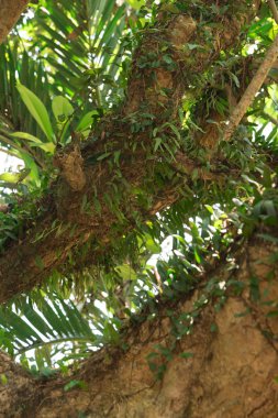 Parazit bitki her yerde ağaçta yetişiyor