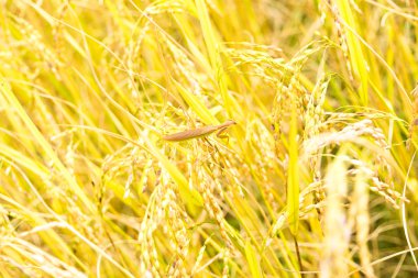Spike üstüne pirinç tarlaları Grasshoppers