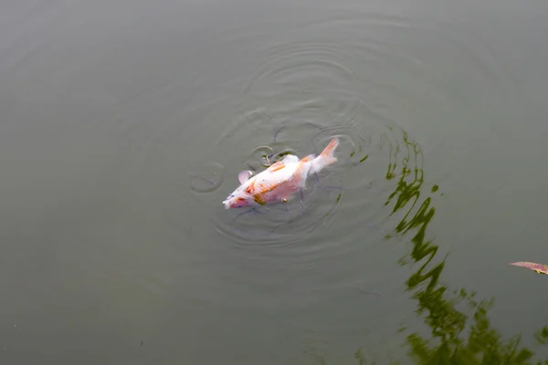 Mrtvá ryba vzhůru nohama ve kanálku — Stock fotografie