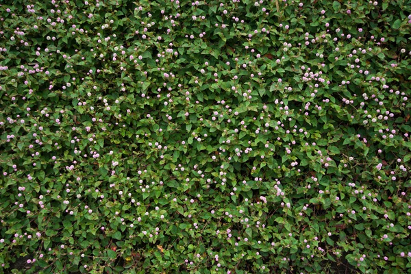 Campos Paddy Wildflowers Textura de fundo — Fotografia de Stock