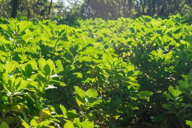 konservesi Çay yaprağı photosynthesize güneşli bir günde