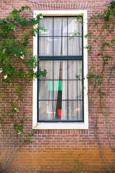 Vintage window surrounding by climber tree