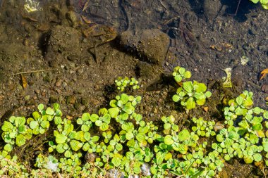 Lagün, su üzerinde yüzen duckweeds