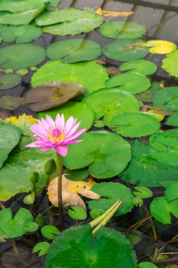 kaplıca kaynar suda lotus