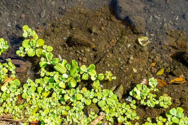 Lagün, su üzerinde yüzen duckweeds