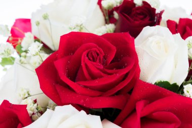 Kırmızı ve beyaz gül birlikte düzenlemek