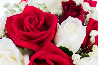 Kırmızı ve beyaz gül birlikte düzenlemek