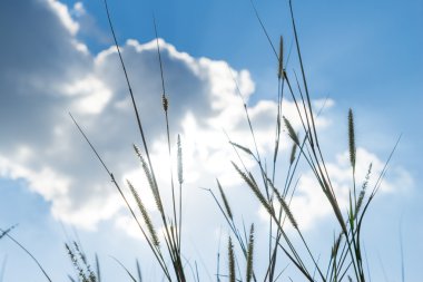 Lemma çimen arkasında parlak mavi sk ile parlayan güneş ışığı