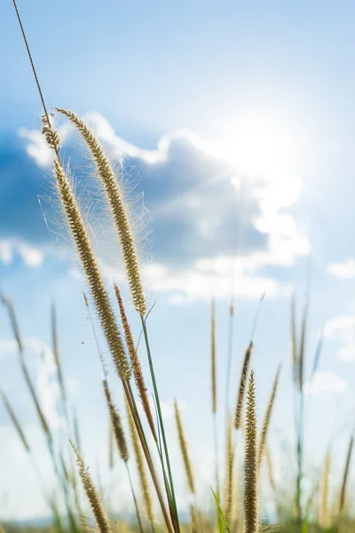Lemma grass that light of sun shining behind with bright blue sk