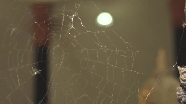 Cobweb con sfondo sfocato e luce da dietro, spazio per il testo — Video Stock