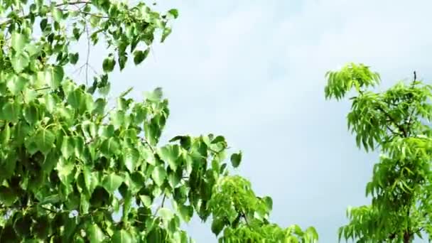 Las hojas del árbol que el viento soplaba muy violentamente debido a la tormenta, espacio para el texto — Vídeos de Stock