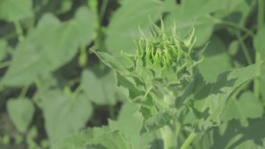 Ayçiçeği yakında çiçek açan bekleyen fışkın Filiz