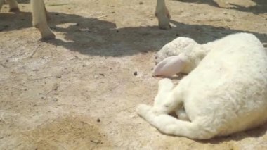 Uyku koyun diğerleri beyaz yemek