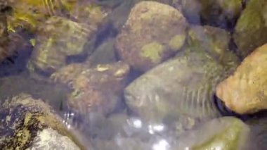 Şelale suyu sığ su alan, üstten görünüm, metin için yer sırasında bir kaya akan