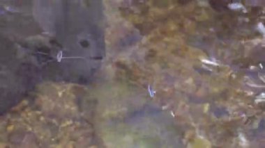 İki su örümcek su atış kapalı şelale alanında üzerinde yürüyor