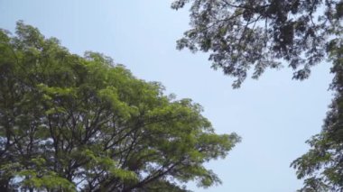 Büyük ağaç açı, karınca gözleri görünümü, metin için yer ararken gökyüzüne karşı