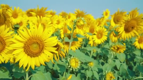 Beaux tournesols dans le champ avec ciel bleu clair, tir de poupée — Video