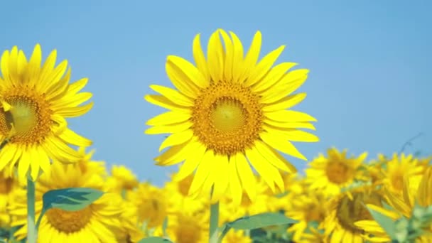 Schöne Sonnenblumen auf dem Feld mit hellblauem Himmel, Dolly Shot — Stockvideo