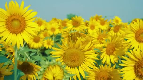 Schöne Sonnenblumen auf dem Feld mit hellblauem Himmel, Dolly Shot — Stockvideo
