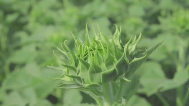 Spira av solrosor, kvist väntar på att bli blommar snart, dolly skott — Stockvideo