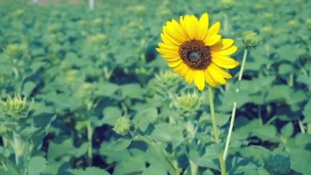 Schöne Sonnenblumen mit hellblauem Himmel, Platz für Text — Stockvideo