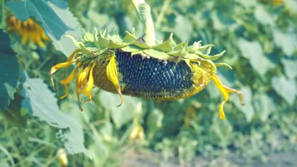 Girasoles marchitos muriendo — Vídeo de stock