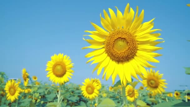 Dubbele zonnebloemen geschoten die een blauw, onscherp — Stockvideo