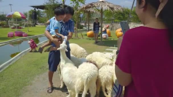 Nakhon nayok, thailand - 4. April 2015: Familientouristen haben Spaß beim Füttern von Schafen mit Milch auf der "khonyok sheep farm", einer Touristenattraktion im Vintage-Stil in nakhon nayok, thailand — Stockvideo