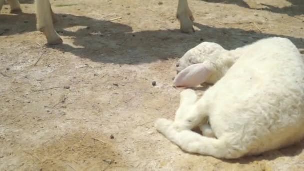 Dormir ovejas blanco otros comer — Vídeo de stock