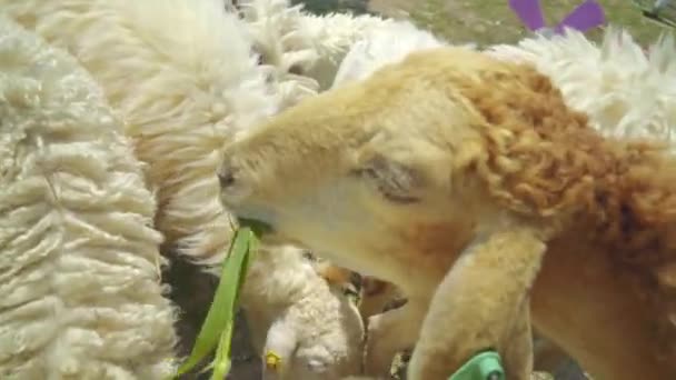 Овцы, лампы, вкусно питающиеся травой — стоковое видео