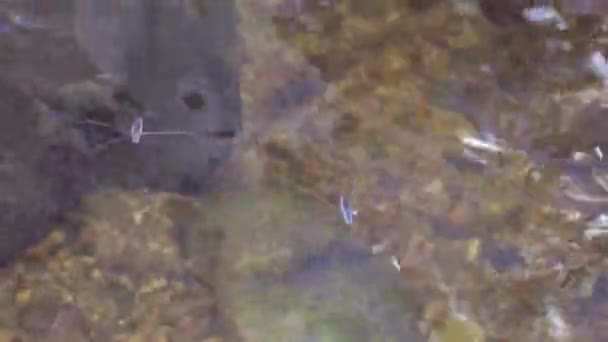 Deux araignées marchent sur l'eau dans la cascade, plan fermé 