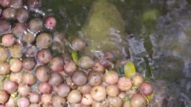 Tohumlar su düştü. vurdu rock çatlak alan, üstten görünüm, metin için yer