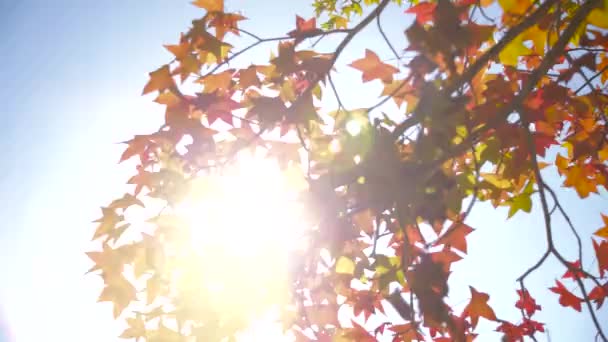 Sun beams shining through the maple leaf Stock Video