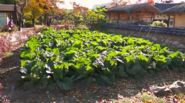 Sabah güneş ışığı ile photosynthesising organik sebze tarım