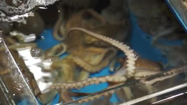 Frischer Tintenfisch lebendig in Vitrine zum Verkauf auf dem noryangjin Fischmarkt — Stockvideo