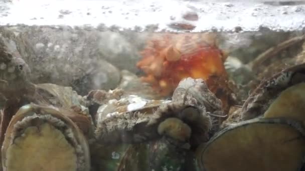 Seeigel in Vitrine zum Verkauf auf dem noryangjin Fischmarkt — Stockvideo