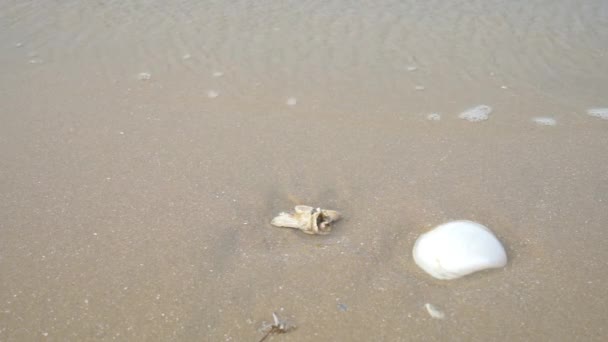 Морські мушлі на піщаному пляжі з хвилі проходять над ними — стокове відео