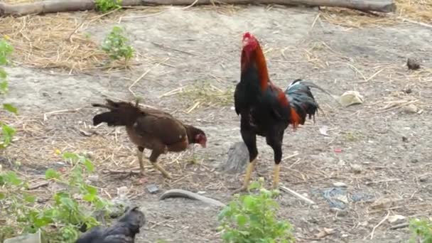 Τα κοτόπουλα ράμφισμα στο έδαφος, ψάχνοντας για τροφή — Αρχείο Βίντεο
