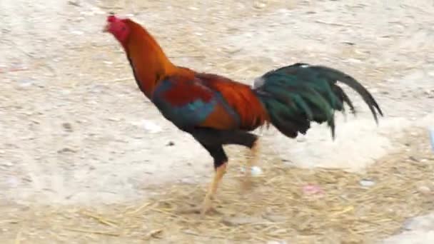 Los pollos están picoteando el suelo buscando comida — Vídeos de Stock